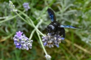 XYLOCOPA_VIOLACEA_2021_a_CSC0066.JPG