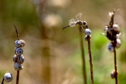 _DSC0760_duna_protetta_marinaromea_ra_mm.jpg