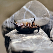 Nome File=scarabeo_rinoceronte_maschio.JPG
Dimensione File=315KB
Dimensioni=1200x1200
Data aggiunta=Set 10, 2019 scarabeo_rinoceronte_maschio.JPG