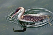 Cormorano-Iseo.jpg