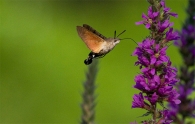 Nome File=Macroglossa.jpg
Dimensione File=150KB
Dimensioni=800x510
Data aggiunta=Ago 28, 2009 Macroglossa.jpg
