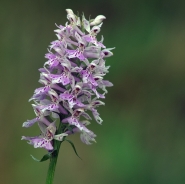 Nome File=Orchis_globosa_filtered.jpg
Dimensione File=310KB
Dimensioni=900x898
Data aggiunta=Lug 17, 2010 Orchis_globosa_filtered.jpg