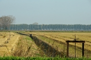 Risaia.jpg