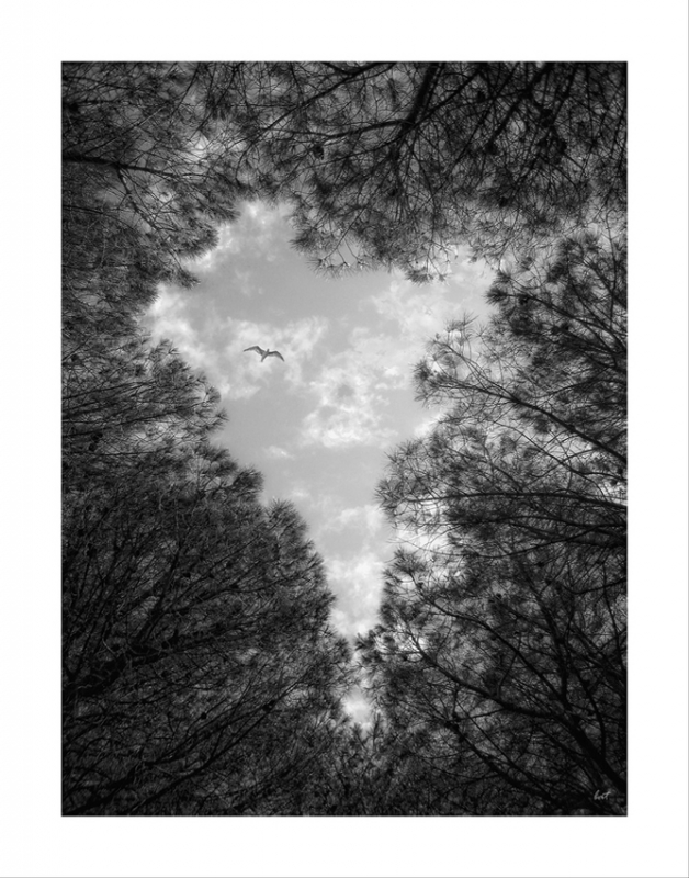 Clicca per l'immagine full size