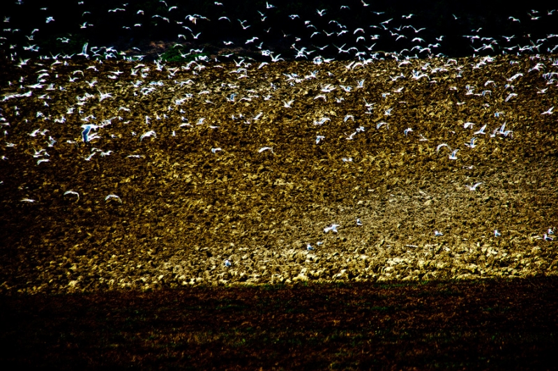 Clicca per l'immagine full size