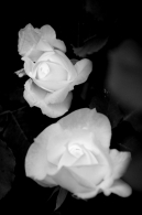 Tre-rose.jpg