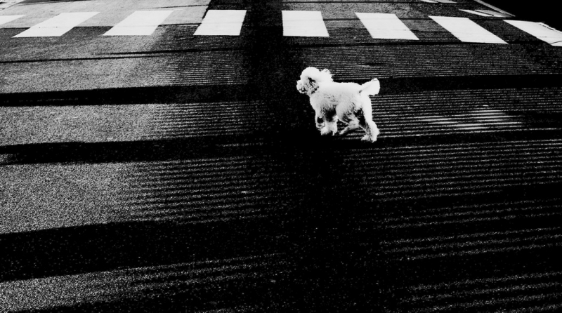 Clicca per l'immagine full size