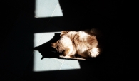 A_di_gatto_mm.jpg A_di_gatto_mm.jpg