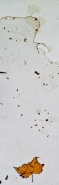 Nome File=w~0.jpg
Dimensione File=90KB
Dimensioni=330x1024
Data aggiunta=Mag 25, 2011 w~0.jpg
