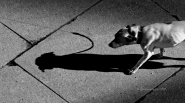 Nome File=appeso_copy.jpg
Dimensione File=266KB
Dimensioni=800x449
Data aggiunta=Mar 23, 2010 appeso_copy.jpg