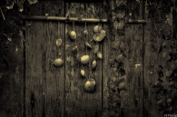 Nome File=autunno02sepia_vinicio_tullio.jpg
Dimensione File=201KB
Dimensioni=800x533
Data aggiunta=Nov 30, 2009 autunno02sepia_vinicio_tullio.jpg