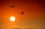 Fly_like_an_eagle.jpg