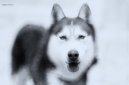 Filename=Jack.jpg
Filesize=377KB
Dimensions=1200x800
Date added=Jan 14, 2023 Jack.jpg