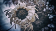 Nome File=La_morte.jpg
Dimensione File=313KB
Dimensioni=1200x675
Data aggiunta=Set 23, 2016 La_morte.jpg