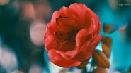 Nome File=La_rosa_di_Turi.JPG
Dimensione File=380KB
Dimensioni=1200x675
Data aggiunta=Ott 18, 2022 La_rosa_di_Turi.JPG