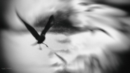 Nome File=Valchirie.jpg
Dimensione File=297KB
Dimensioni=1200x675
Data aggiunta=Set 27, 2016 Valchirie.jpg