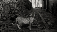 Nome File=Vicolo_con_gatto.jpg
Dimensione File=364KB
Dimensioni=1024x576
Data aggiunta=Set 28, 2022 Vicolo_con_gatto.jpg