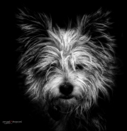 Nome File=Willy.jpg
Dimensione File=363KB
Dimensioni=992x1024
Data aggiunta=Lug 28, 2023 Willy.jpg