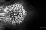 Nome File=soffio.jpg
Dimensione File=530KB
Dimensioni=1191x794
Data aggiunta=Dic 09, 2012 soffio.jpg