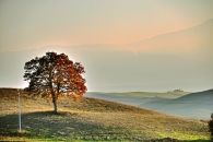 paesaggio_albero3.jpg