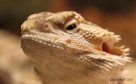 Nome File=Pogona_vitticeps_-_il_drago_barbuto_crop_100.jpg
Dimensione File=314KB
Dimensioni=800x498
Data aggiunta=Gen 28, 2010 Pogona_vitticeps_-_il_drago_barbuto_crop_100.jpg