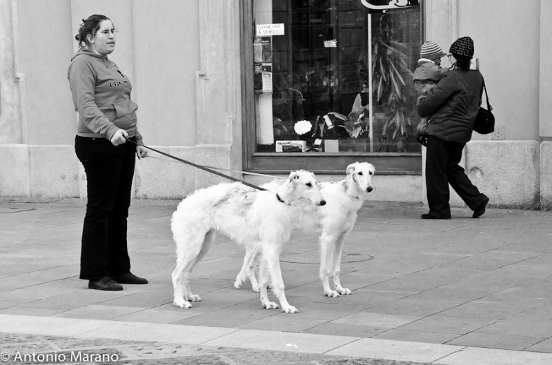 Clicca per l'immagine full size