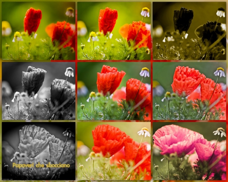 Clicca per l'immagine full size