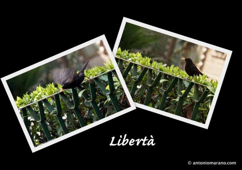 Clicca per l'immagine full size