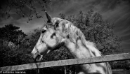 Nome File=CAVALLO.jpg
Dimensione File=371KB
Dimensioni=1024x592
Data aggiunta=Apr 27, 2012 CAVALLO.jpg