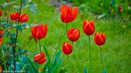 FIORI-029.jpg