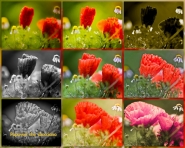 FIORI_2-1.jpg