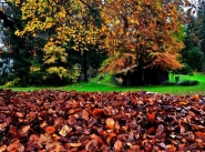 Nome File=autunno.jpg
Dimensione File=204KB
Dimensioni=801x595
Data aggiunta=Nov 26, 2011 autunno.jpg