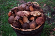 Funghi-Porcini.jpg Funghi-Porcini.jpg