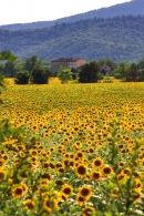 Under-The-Tuscan-Sun.jpg