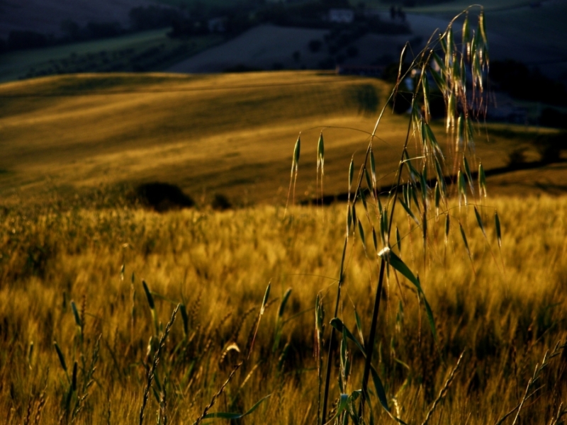Clicca per l'immagine full size