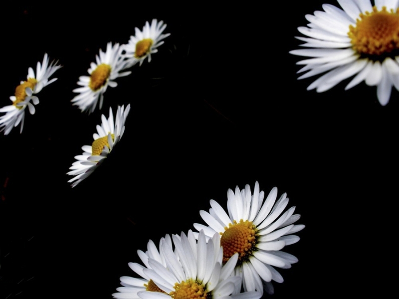 Clicca per l'immagine full size