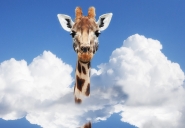 LA_GIRAFFA_CON_LA_TESTA_FRA_LE_NUVOLE_3ridotta.jpg LA_GIRAFFA_CON_LA_TESTA_FRA_LE_NUVOLE_3ridotta.jpg