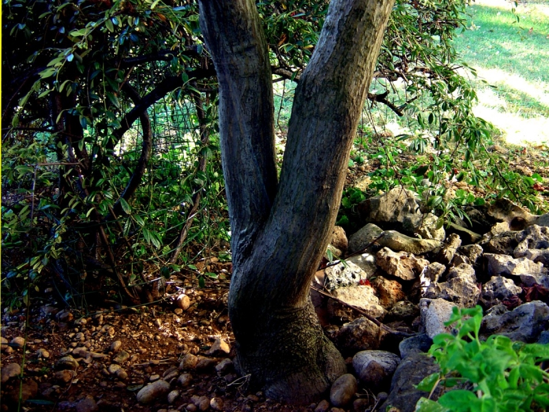 Clicca per l'immagine full size
