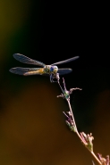 macro2012_7-copy.jpg