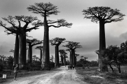 BAOBABS__BOULEVARD.jpg