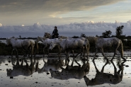 Nome File=CHEVAUX_DE_CAMARGUE_17.jpg
Dimensione File=327KB
Dimensioni=900x599
Data aggiunta=Giu 29, 2020 CHEVAUX_DE_CAMARGUE_17.jpg