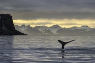 Nome File=WHALE.jpg
Dimensione File=453KB
Dimensioni=900x599
Data aggiunta=Mar 06, 2020 WHALE.jpg