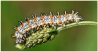 Melitaea_Didyma_micro.jpg Melitaea_Didyma_micro.jpg