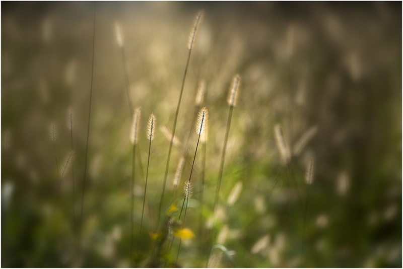Clicca per l'immagine full size