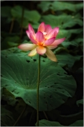 002_print.jpg 002_print.jpg