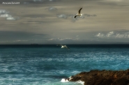 Nome File=In_Volo.jpg
Dimensione File=521KB
Dimensioni=1200x800
Data aggiunta=Mar 11, 2013 In_Volo.jpg