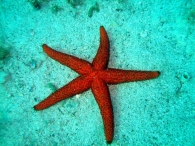 StellaRossa.JPG StellaRossa.JPG