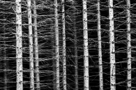 Nome File=alberi.jpg
Dimensione File=362KB
Dimensioni=800x533
Data aggiunta=Dic 16, 2009 alberi.jpg