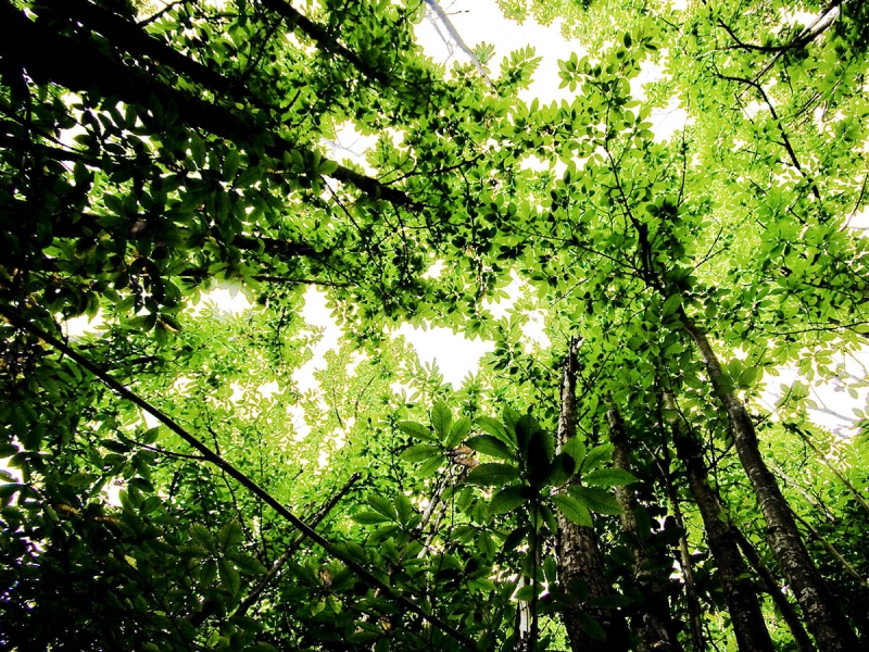 Clicca per l'immagine full size