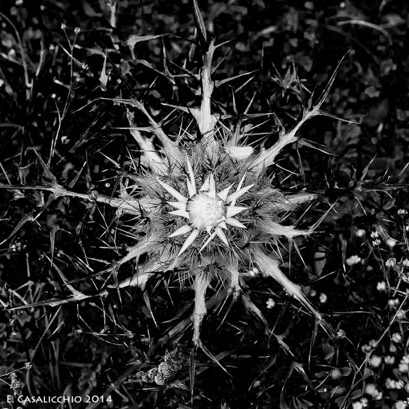 Clicca per l'immagine full size